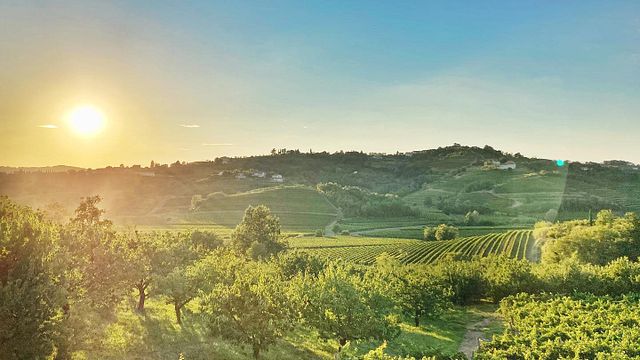 Cata de vinos clásicos y visita guiada con aperitivos en la bodega Benedetič