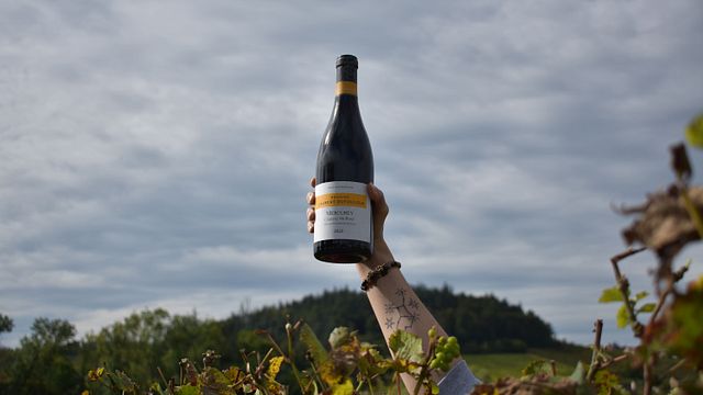 Burgundy Wine & Vineyard Immersion