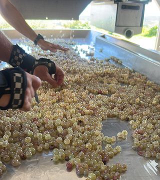 DEGUSTAÇÃO BÁSICA DE VINHOS