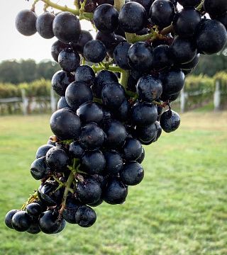 Weinprobe und Tour bei Salted Vines Vineyard & Winery