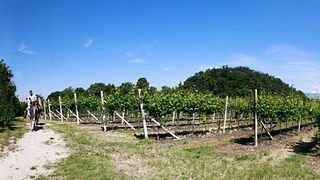 Degustazione e visita alla Cantina di Custoza