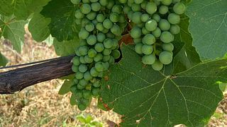 Medeiros Winery