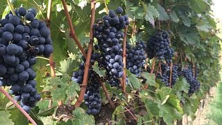 Cata de vinos innovadores en BECONCINI WINES 