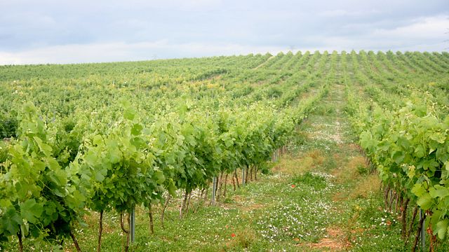 Quinta Da Ribeirinha