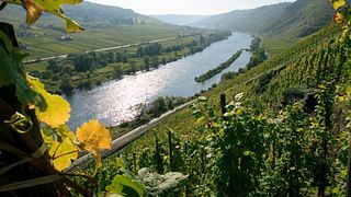 Dégustation de vins et visite du Weingut Melsheimer