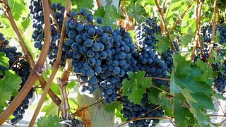 Etna-utflykt [2000 mt.] och vinupplevelse