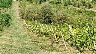 Weinprobe in der Azienda Agricola Fratelli Ferrari