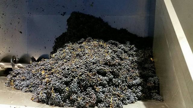 A Revolução Natural na Vinícola Etnella