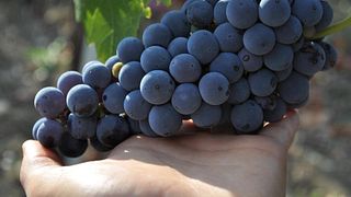 La Guardiense Winery