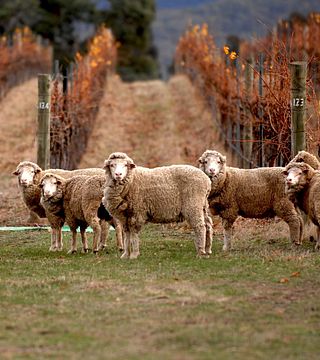 Degustazione di vini e tour presso l'azienda vinicola Monte Avoca