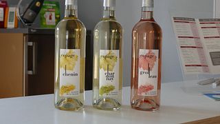 Loire Valley Vineyard Stroll & Anjou Wine Tasting