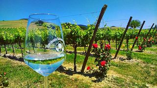 Dégustation de vins à la Fattoria Colmone Della Marca
