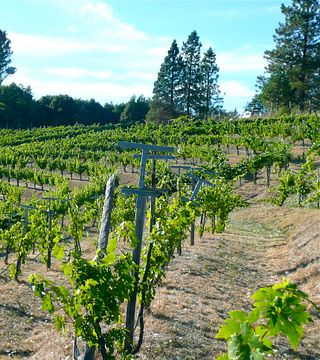 Briceland Vineyards