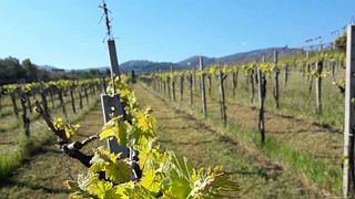 Degustazione e visita al Casale Mattia