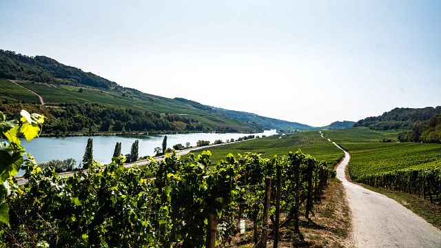 Degustação de vinhos populares na vinícola Schlink Domaine Viticole