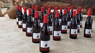 Degustazione di vini e tour al Marani di Ucha Macharashvili