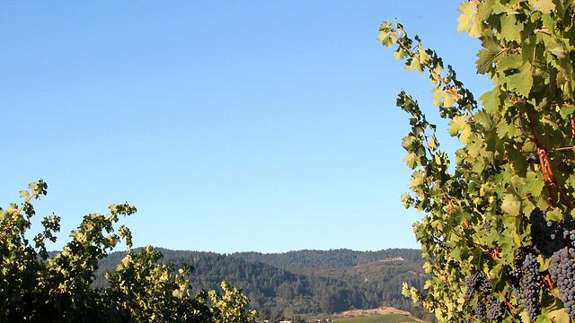 Meadowcroft Wines
