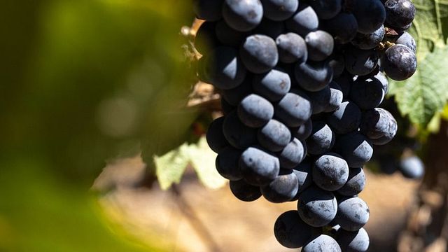 Visita y degustación en la bodega Meerandal