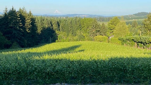 Oregon’s Sidereus: Boutique Wines & Vineyard Views