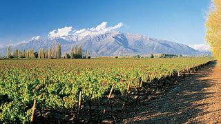 Aconcagua Legends & Premium Wine Tasting