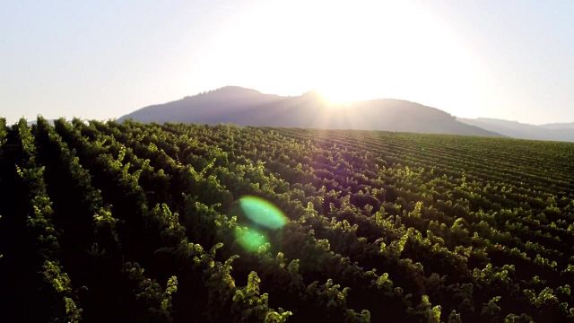 Baden's Finest: Affentaler Wine & Flavor Journey