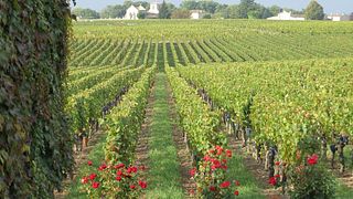 Visite prestige, dégustation à la barrique & dégustations 3 vins