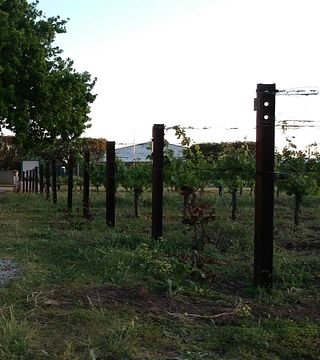 Degustazione di vini e tour presso Harris Organic Wine