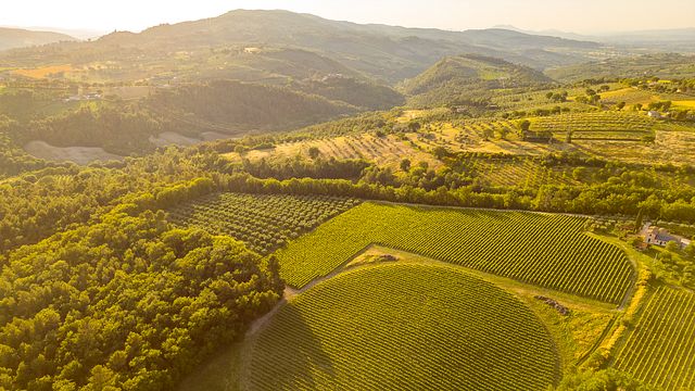 Almoço típico com visita e degustação de vinhos