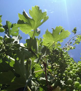 Wawawai Canyon Winery