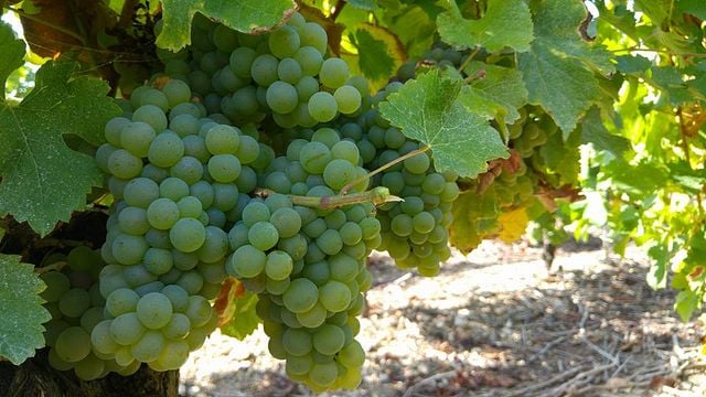 Domaine De La Chezatte: A Legacy of Sancerre Winemaking