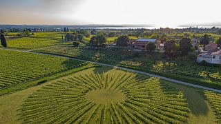 Bergamini Vini: A Legacy of Winemaking