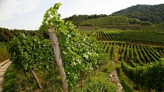 Cata de vinos en Weingut Bertram Isele
