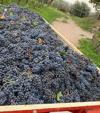 Wine tasting and tour at Azienda Agricola Il Seregno Di Lonardi Maurizio