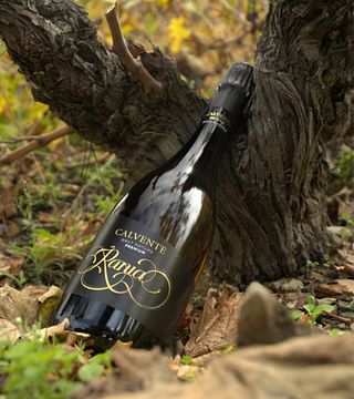 Degustazione di vini e visita alle Bodegas Calvente