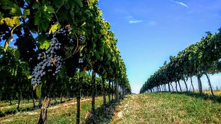 Premium Wine Tasting and Tour at Fattoria Colmone Della Marca