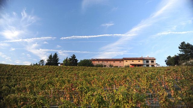 Dosio Vigneti