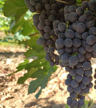 Balearic Mountain Wine & Views Tour