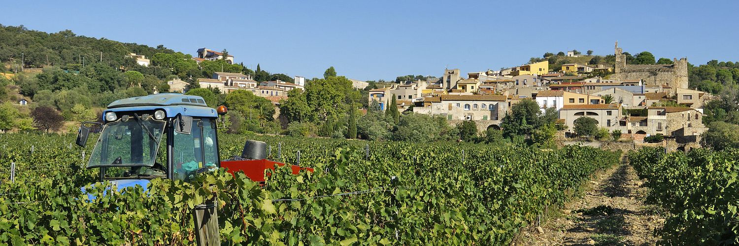 Celler Castelló Murphy - Vinya I Poble - Yvonne Heinert-min