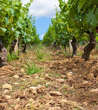 Cantina di Custoza