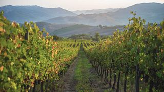 Weinprobe und Weingutbesichtigung bei I Carpini, Colli Tortonesi 