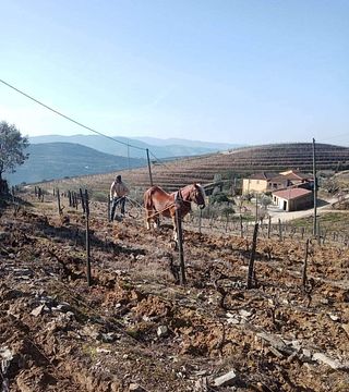 Historic Douro Wine & Olive Tasting at Quinta da Furada