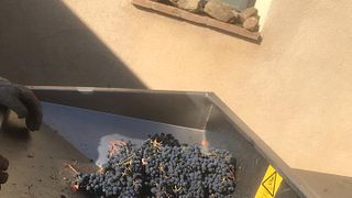 Weinprobe bei Pierini und Brugi