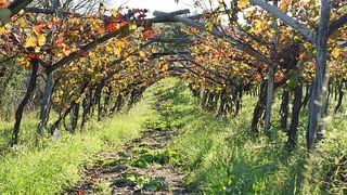 Cata de vinos y visita guiada a la bodega boutique Renčel