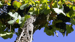 Wine Tasting Experience at Domaine de la Désoucherie