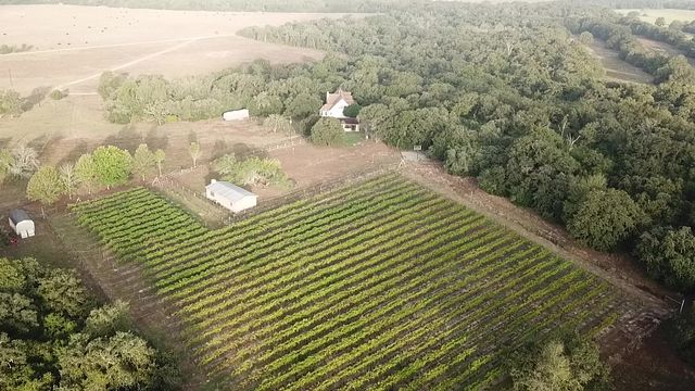Fantastica esperienza di degustazione di vini presso l'azienda vinicola Descarado