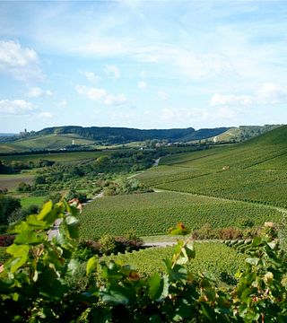 Weingärtner Stromberg - Zabergäu
