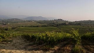 Tuscan Vineyard Tour & Supertuscan Tasting