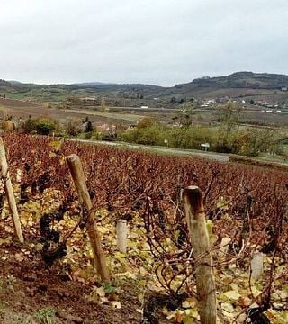 Degustação de vinhos e passeio em Gaec Venot