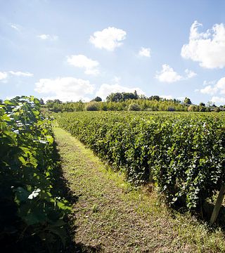 Dégustation de vins et visite chez Federico Mencaroni
