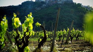 Weintour und Weinprobe mit dem Eigentümer bei Vasari 1628